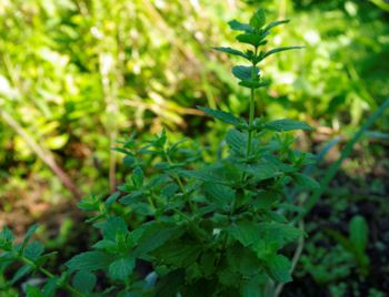 Zitronenmelisse 2.jpg