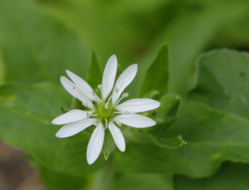 Vogelmiere blüte.jpg