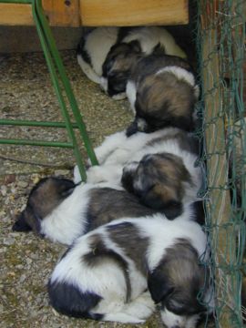 Bild:Kleine Hunde 9.jpg