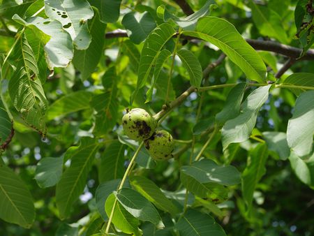 Blick in einen Nussbaum