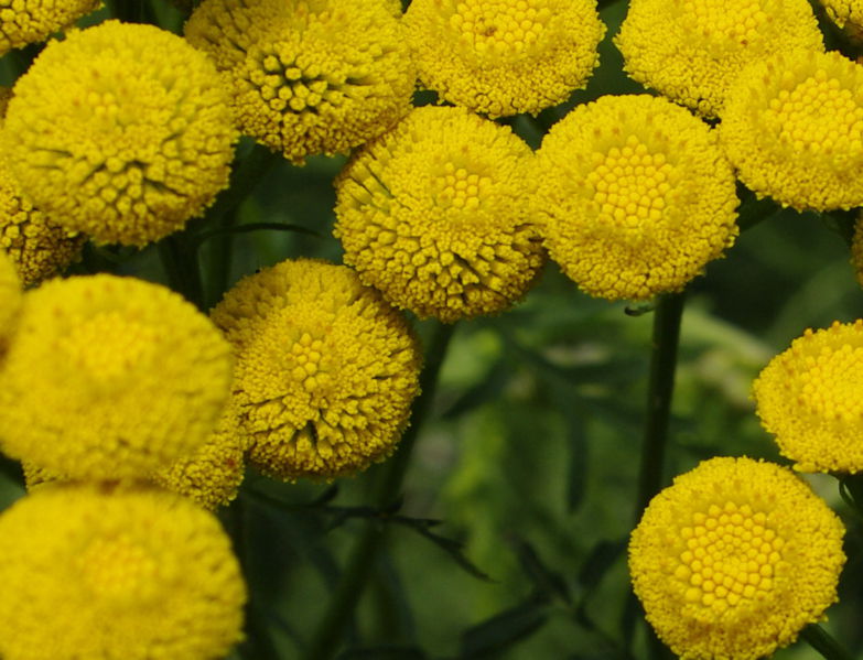 Datei:Rainfarn detail.jpg